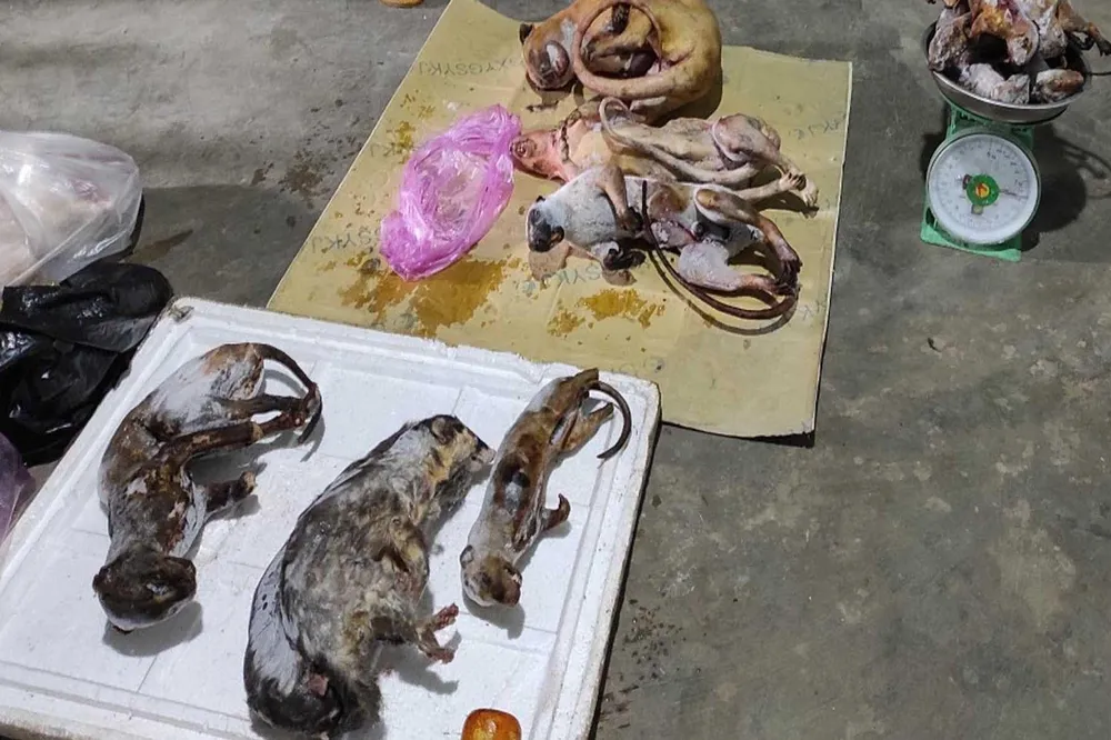 Số động vật hoang dã đều cấp đông, nguỵ trang cẩn thận. Ảnh: CA