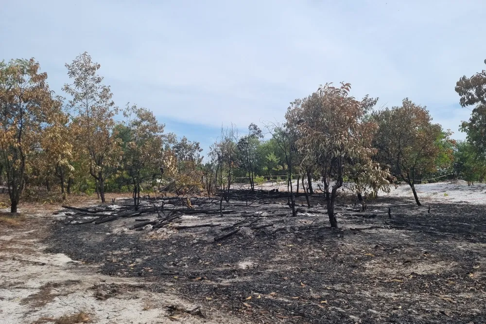 Nhiều cây trong khu vực diễn tập cháy đen. Ảnh: THANH NHẬT Nhiều cây trong khu vực diễn tập cháy đen. Ảnh: THANH NHẬT