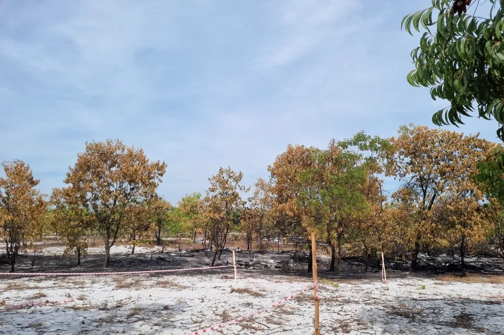 Khu vực rừng bị cháy sau buổi diễn tập. Ảnh: TN Khu vực rừng bị cháy sau buổi diễn tập. Ảnh: TN