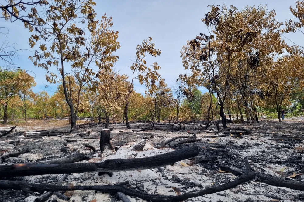 Nhiều cành, nhánh cháy đen tại hiện trường. Ảnh: THANH NHẬT Nhiều cành, nhánh cháy đen tại hiện trường. Ảnh: THANH NHẬT
