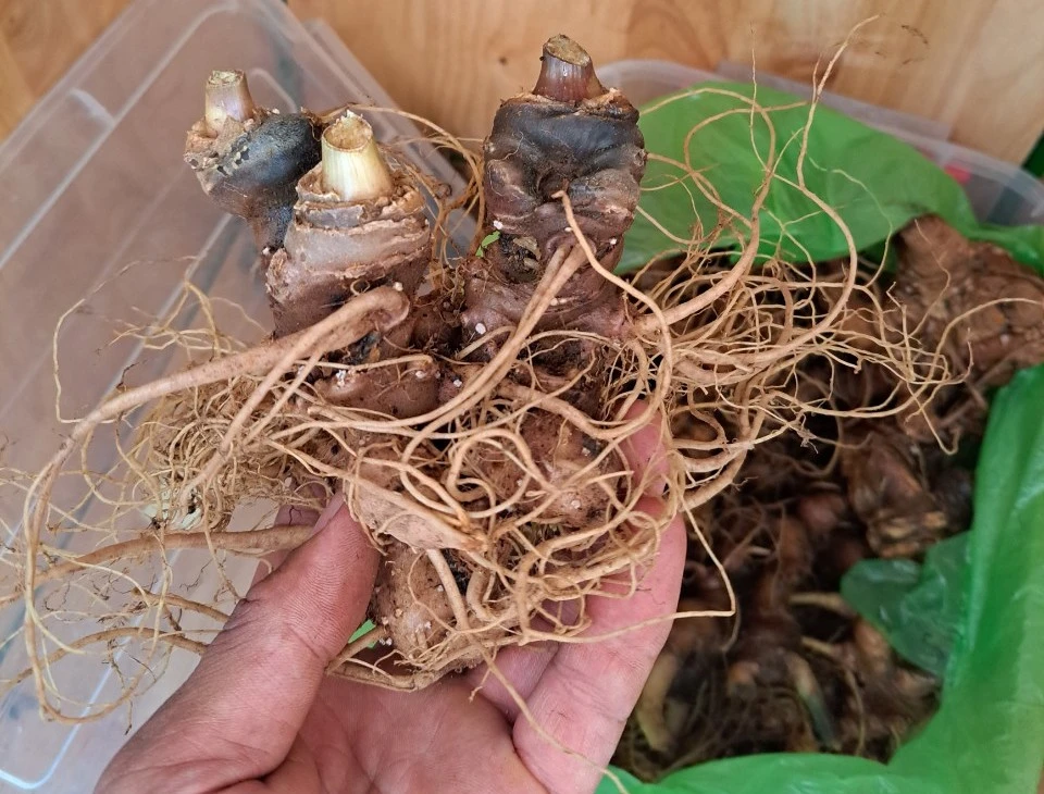 Tổ kiểm định nghi ngờ 2kg sâm Ngọc Linh giả mang vào phiên chợ (trong ảnh là sâm bị nghi ngờ sâm Ngọc Linh giả). Ảnh: TN