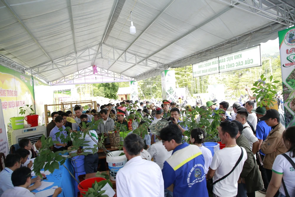 Đông đảo người dân mang sâm Ngọc Linh đến hội thi. Ảnh: TN