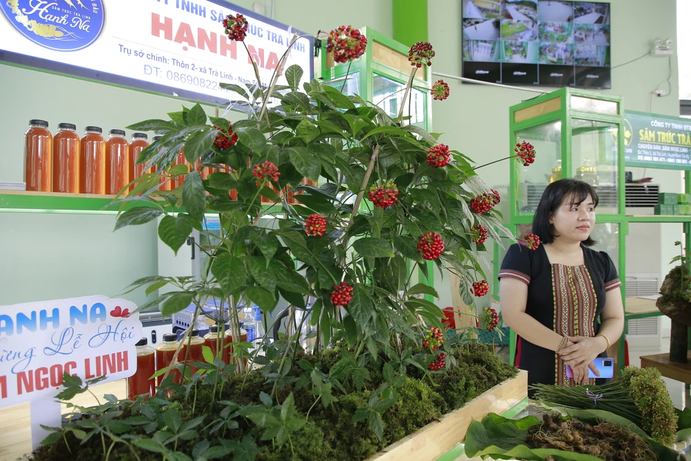 Nhiều cây sâm Ngọc Linh hàng chục năm tuổi mang đến phiên chợ. Ảnh: TN