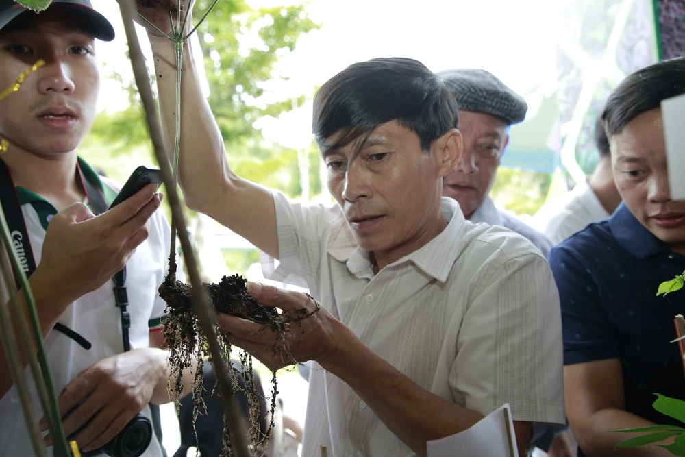 Người dân mang sâm đến hội thi để giao lưu, học hỏi kinh nghiệm trồng sâm Ngọc Linh. Ảnh: TN