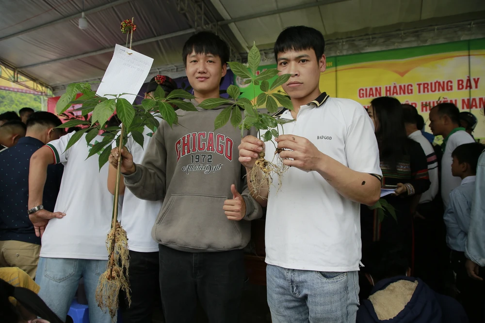 Sâm từ 1 đến 10 năm tuổi tham gia hội thi. Ảnh: TN