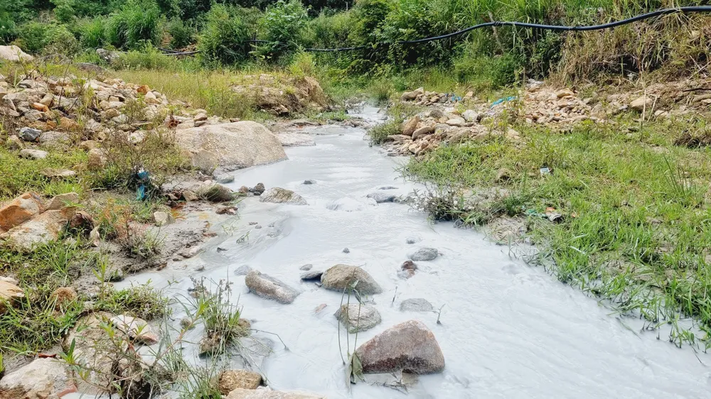 Dòng nước thải trắng như sữa nhưng UBND huyện Phước Sơn vẫn cho rằng, không ảnh hưởng đến ruộng lúa của người dân. Ảnh: TN