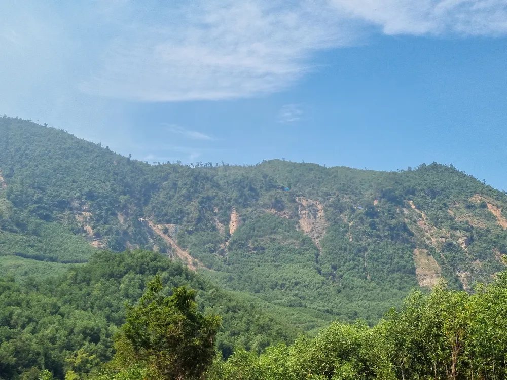 Những đốm li ti màu xanh (dương) xen kẻ giữa rừng. Ảnh: TN