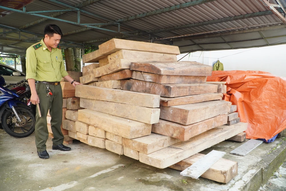 Kiểm lâm thu giữ hơn 4 m3 gỗ chưa rõ nguồn gốc trên đất của Trưởng phòng Nội vụ huyện Phước Sơn. Ảnh: TN Gỗ chưa rõ nguồn gốc trên đất của Trưởng phòng Nội vụ huyện Phước Sơn