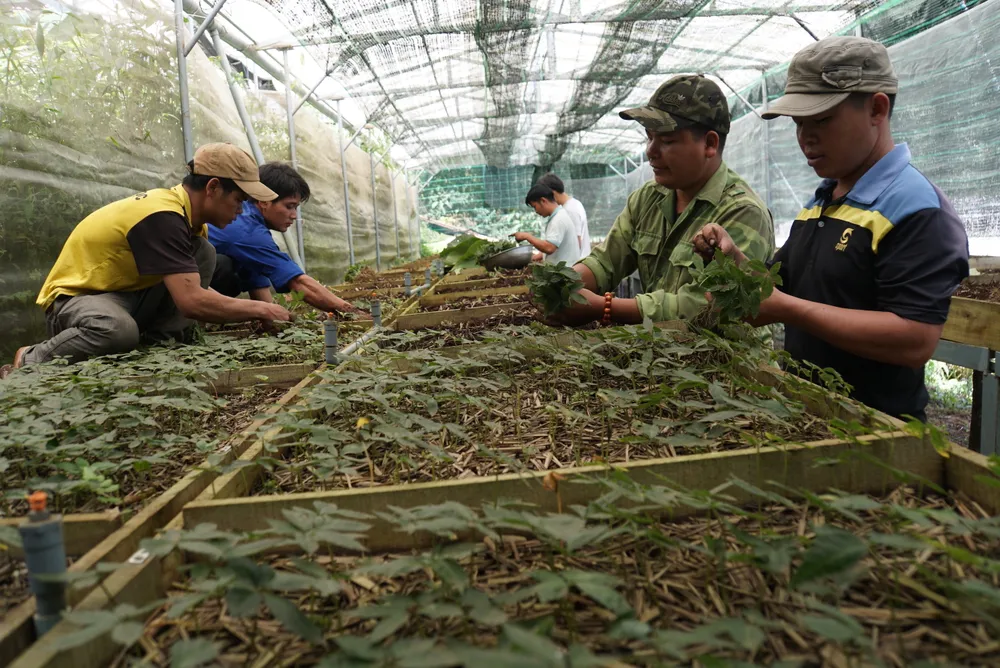 Quảng Nam đã có nhiều cơ chế chính sách nhằm phát triển Sâm Ngọc Linh tại địa phương nhưng chưa đủ mạnh. Ảnh: HT ban-hanh-luat-sam-viet-nam-2.JPG