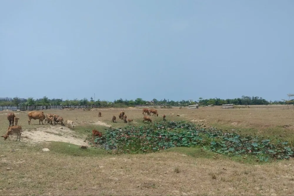 Các dự án do Bách Đạt An làm chủ đầu tư vẫn chưa hoàn thiện cơ sở hạ tầng. Ảnh: TN Các dự án do Bách Đạt An làm chủ đầu tư vẫn chưa hoàn thiện cơ sở hạ tầng. Ảnh: TN