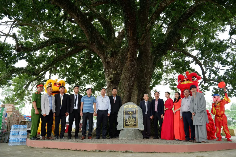 Cây Găng néo hơn 700 tuổi ở Quảng Nam được công nhận cây di sản