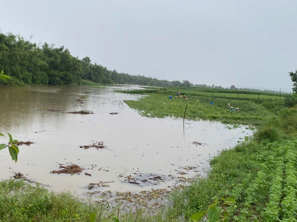 Bão số 1 gây mưa lớn làm hơn 16.000 hoa cây trồng bị ngập.