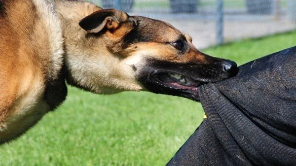 Đắk Lắk: Người đàn ông tử vong sau 3 tháng bị chó cắn. Ảnh: Sưu tầm