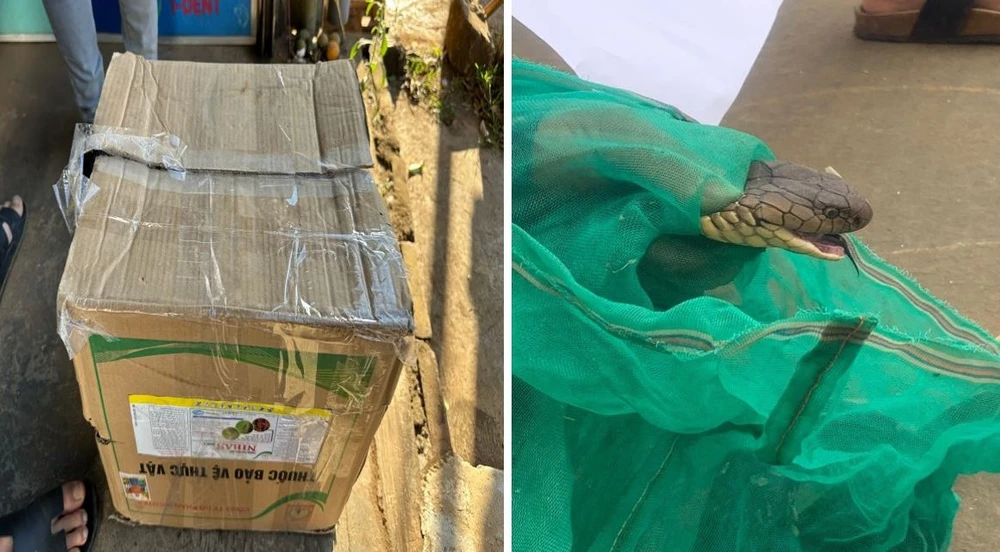 Đang vận chuyển 2 con rắn nghi hổ mang chúa thì bị bắt