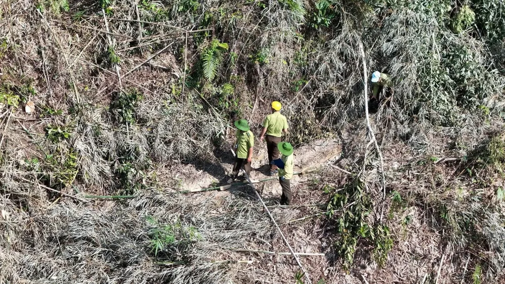 Một khoảnh rừng lồ ô bị chặt phá. Ảnh: L.P