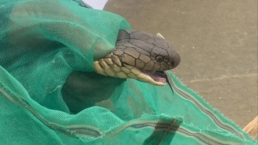 rắn hổ chúa.jpg