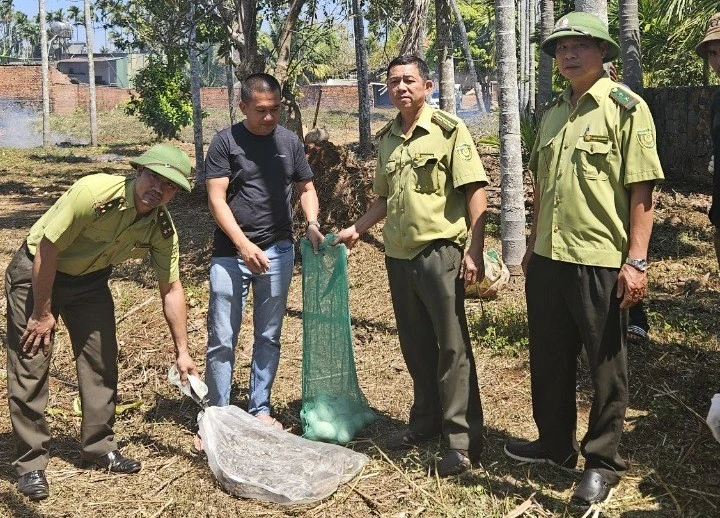 Người dân bàn giao con trăn cùng ổ trứng cho lực lượng kiểm lâm. Ảnh: H.T con trăn.jpg