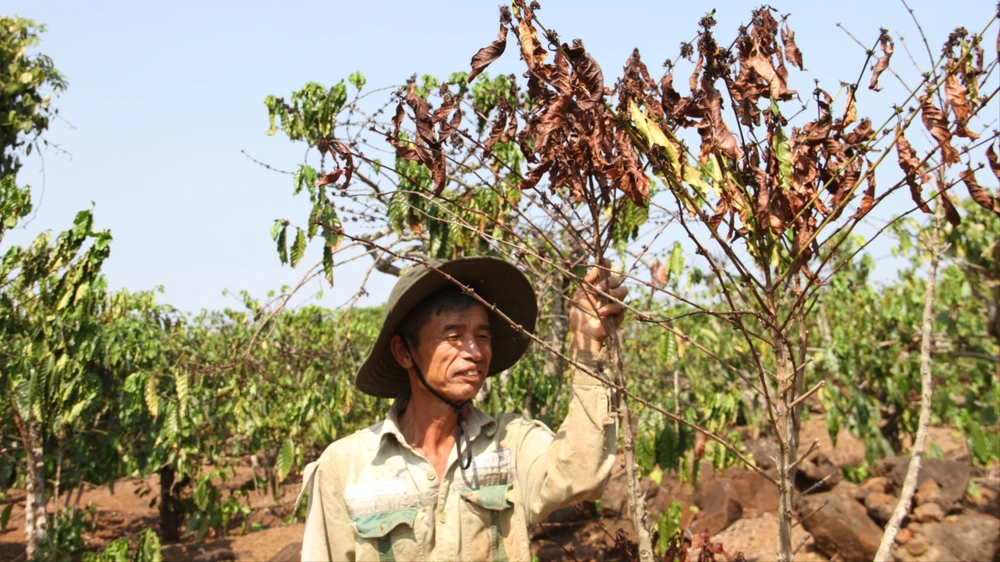 Nhiều cây cà phê trong rẫy ông Hiếu bị chết khô vì hạn hán. Ảnh: T.T hạn hán 2.JPG