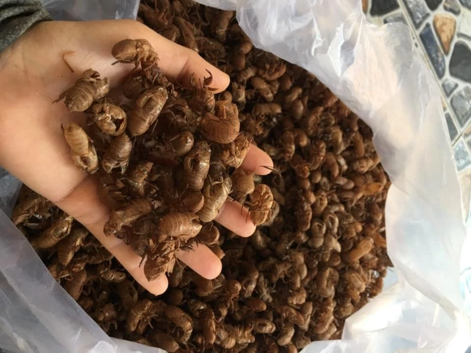 Chị N mất nhiều ngày đi lấy xác ve sầu nhưng chẳng ai đến mua trực tiếp. Ảnh: ND xác ve sầu.jpg