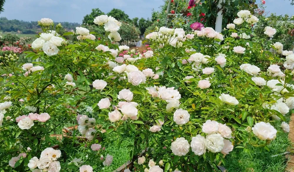 Vườn hồng đủ sắc màu đang nở rộ. Ảnh: T.T hoa hồng 11.jpg