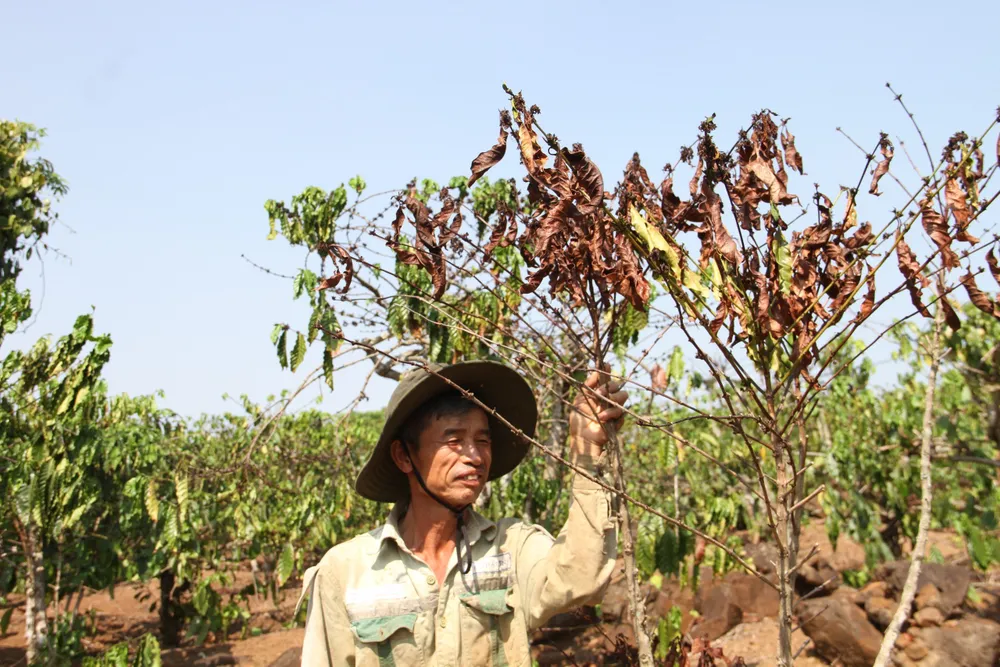Cà phê tại Đắk Nông cũng chết dần vì nắng nóng. Ảnh: T.T tây nguyên 4.jpg