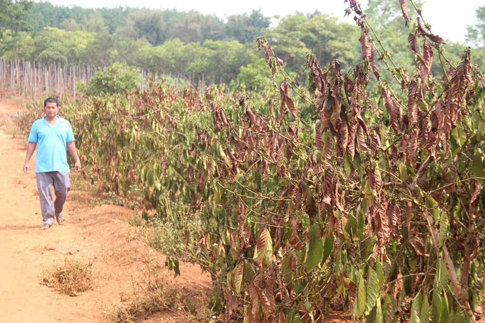 Nhiều vườn cà phê tại Gia Lai đã khô héo. Ảnh: L.K tây nguyên 8.jpg