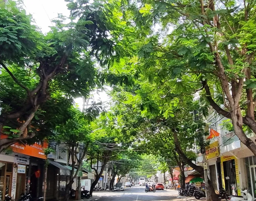 Một con đường có cây xanh tại TP Nha Trang, tỉnh Khánh Hòa. Ảnh: T.T cây xanh.jpg