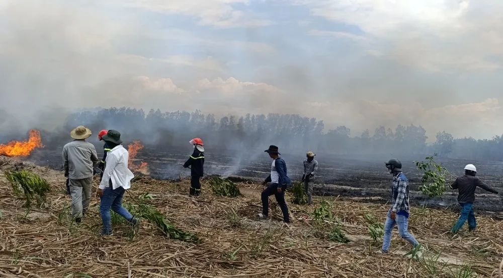 Đám cháy lan sang diện tích mía của người dân. Ảnh: Đ.T đám cháy.jpg