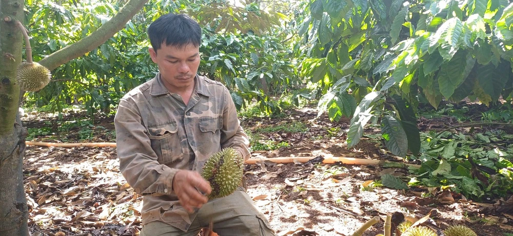 Kẻ gian vừa cắt hạ hơn 1.600 trái sầu riêng của anh Đức. Ảnh: C.N sầu riêng 21.jpg