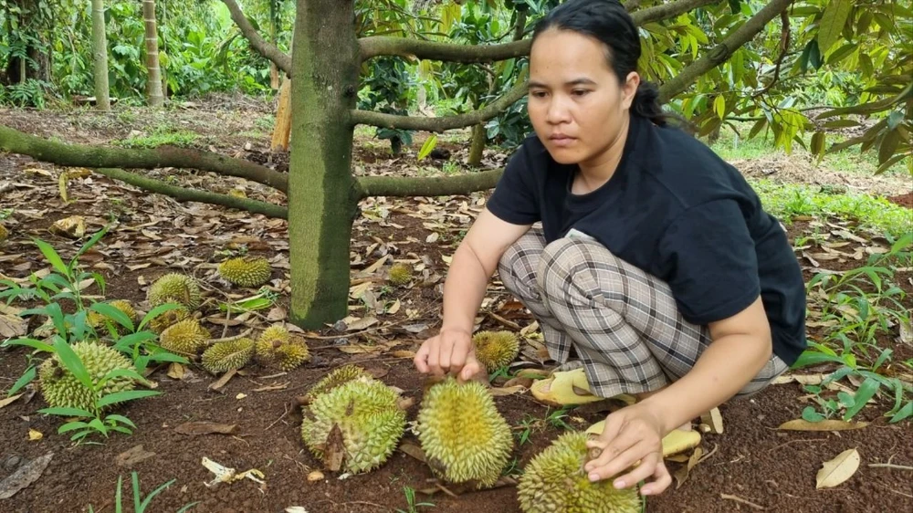 Vườn sầu riêng của chị Hrô Ding vừa bị kẻ gian phá hoại. Ảnh: TIẾN THOẠI sầu riêng 23.jpg