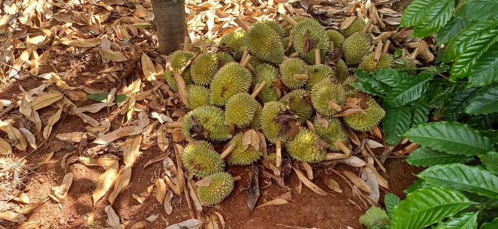 Nhiều trái sầu riêng non của anh Đức bị cắt phá, gom thành đống. Ảnh: C.N sầu riêng 24.jpg