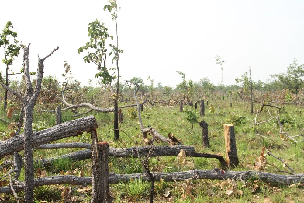 hủy hoại hơn 400 ha rừng.jpg