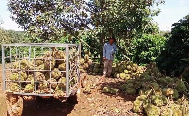 Nhiều nông dân trắng tay sau một trận giông lốc. Ảnh: Q.T sầu riêng rụng trái 4.jpg