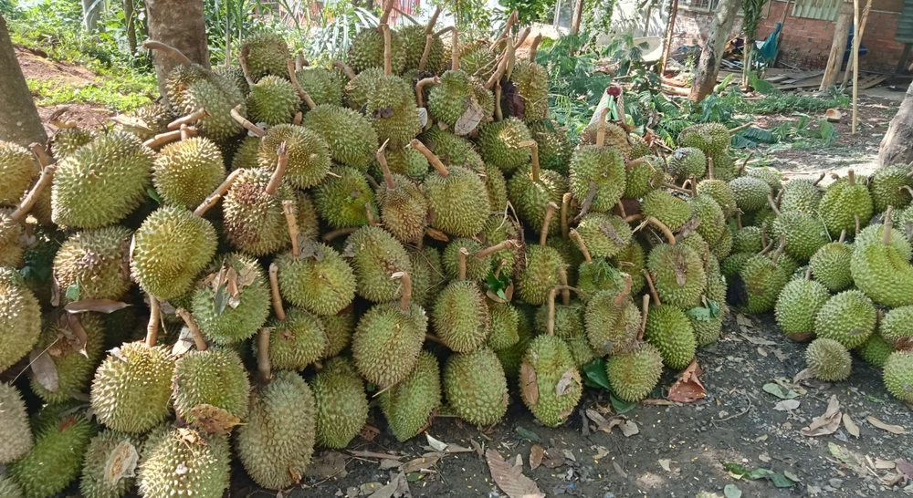 Hàng chục tấn sầu riêng của người dân bị rụng trái do giông lốc. Ảnh: Q.T sầu riêng rụng trái 7.jpg