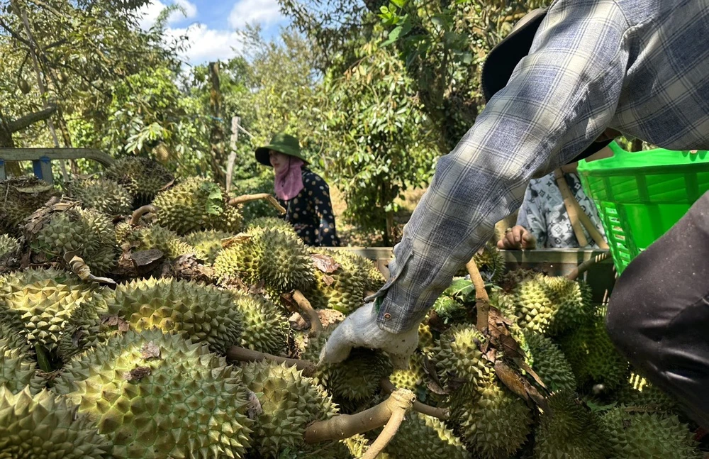 Đa phần sầu riêng bị rụng do giông lốc đã sắp vào vụ thu hoạch. Ảnh: Q.T sầu riêng rụng trái 9.jpg