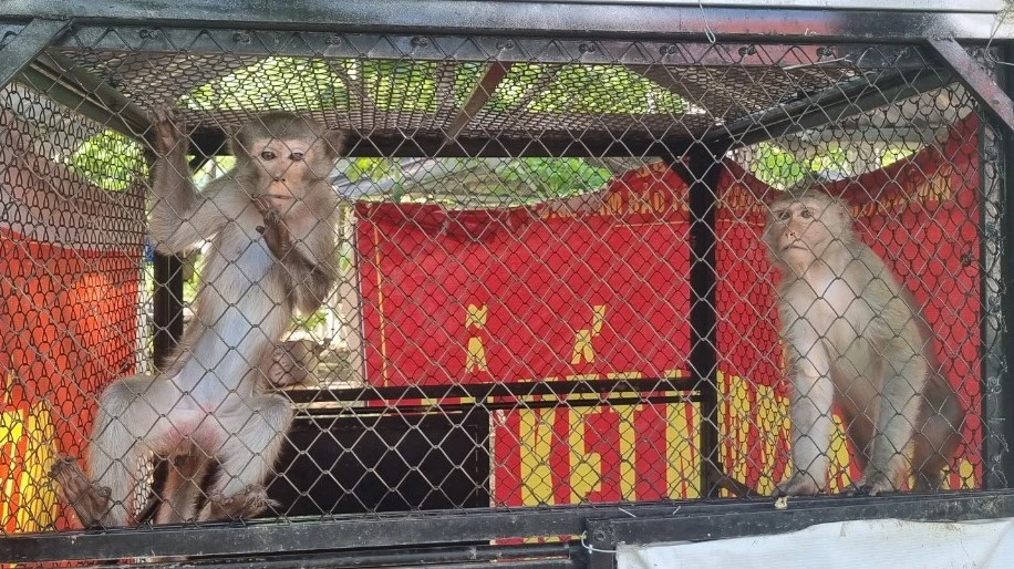 Hai cá thể khỉ dần khỏe mạnh sau khi được giải cứu. Ảnh: T.T cứu hộ động vật hoang dã 3.jpg
