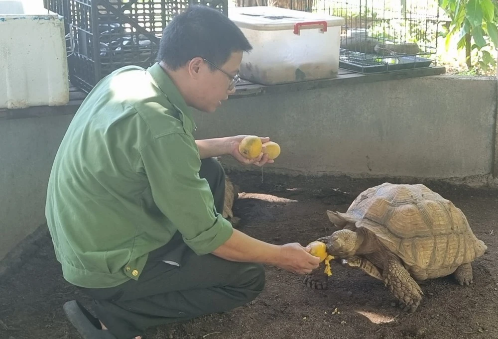 Một cá thể rùa đang được cán bộ chăm sóc. Ảnh: T.T cứu hộ động vật hoang dã 6.jpg