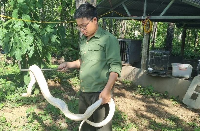 Cá thể trăn bạch tạng được người dân giao nộp. Ảnh: T.T cứu hộ động vật hoang dã.jpg