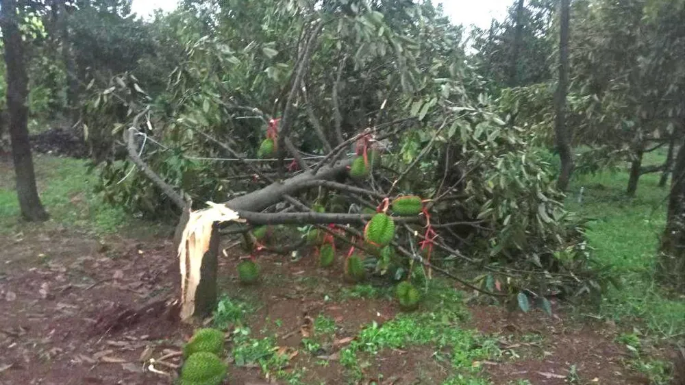 Một cây sầu riêng bị gãy trên địa bàn huyện Cư M'gar. Ảnh: N.D sầu riêng rụng 1.jpg