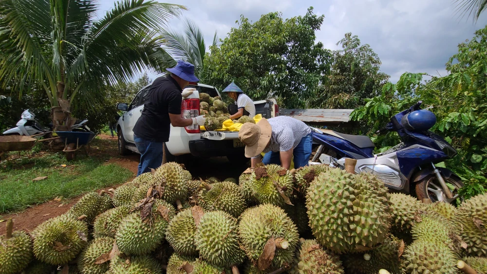 Rất nhiều vườn sầu riêng của người dân bị thiệt hại do giông lốc. Ảnh: K.N sầu riêng rụng 3.jpg