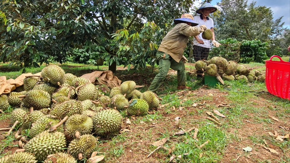 Người dân thu gom sầu riêng rụng để bán cho thương lái, giảm thiểu thiệt hại. Ảnh: K.N sầu riêng rụng 5.jpg