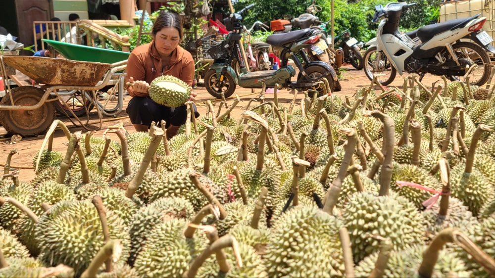 Hầu hết sầu riêng rụng đều sắp đến vụ thu hoạch. Ảnh: K.N sầu riêng rụng.jpg