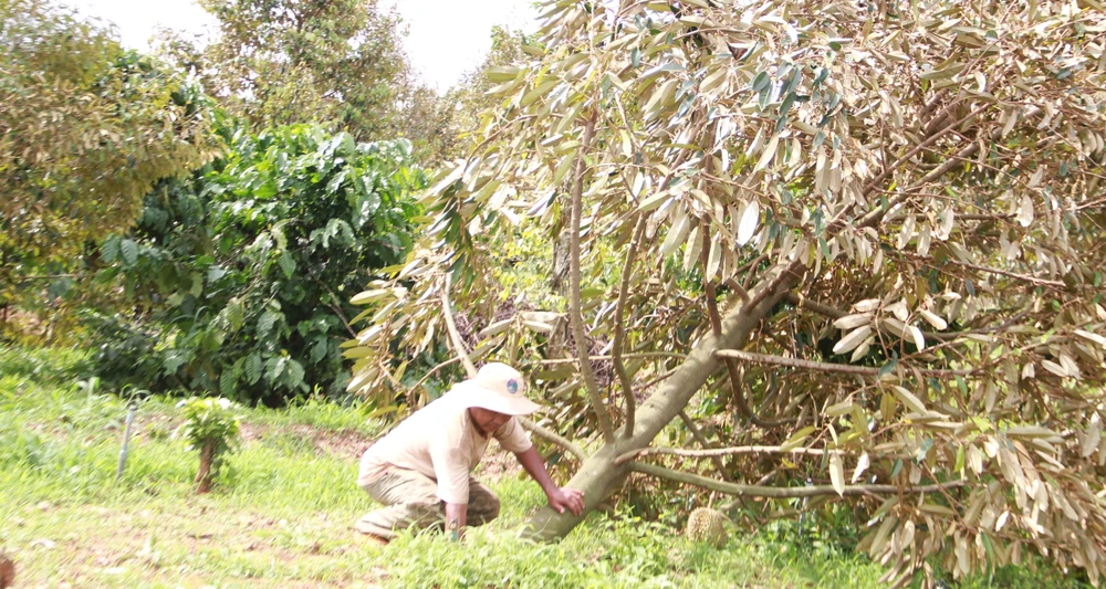 Người dân bất lực khi giông lốc quật ngã những cây sầu riêng đã cho thu hoạch. Ảnh: TIẾN THOẠI cơn giông lốc 5.JPG