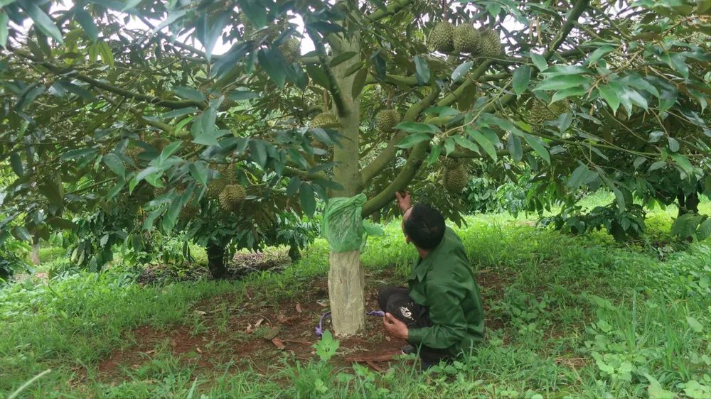 Ông Trọng xử lý thuốc, cố gắng để cây nuôi số trái sầu riêng còn lại trên cây. Ảnh: N.Đ anh em cọc chèo 5.jpg