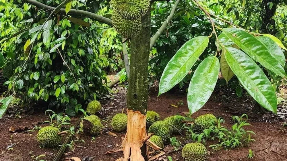 Một cây sầu riêng ở xã Ea Nam bị kẻ gian đẽo gốc. Ảnh: T.H phá hoại sầu riêng 2.jpg