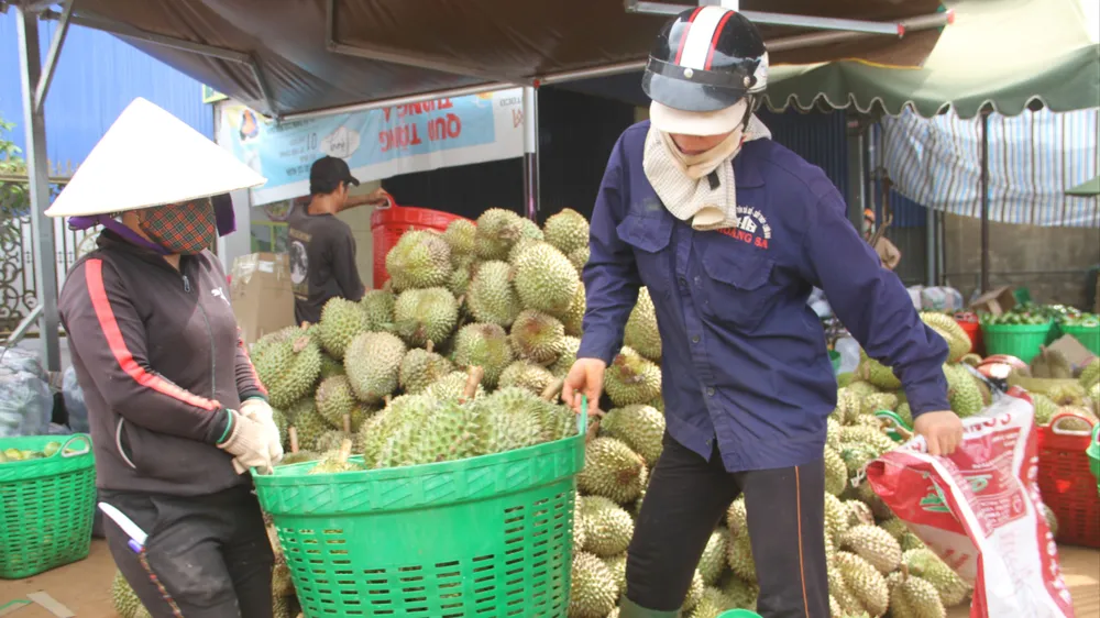 Sầu riêng Đắk Lắk sắp vào chính vụ. Ảnh: TIẾN THOẠI Kho xưởng sầu riêng.JPG