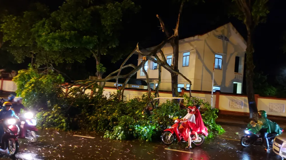 Cây sao đen gãy ngọn, đè trúng xe máy điện bốn bánh trên đường Mai Hắc Đế. Ảnh: TUẤN ANH cây xanh gãy 5.jpg