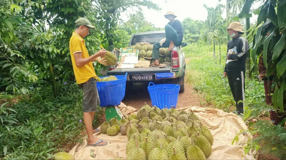 Thợ gõ sầu riêng đang kiểm tra chất lượng sầu riêng. Ảnh: TIẾN THOẠI thợ gõ sầu riêng 5.jpg