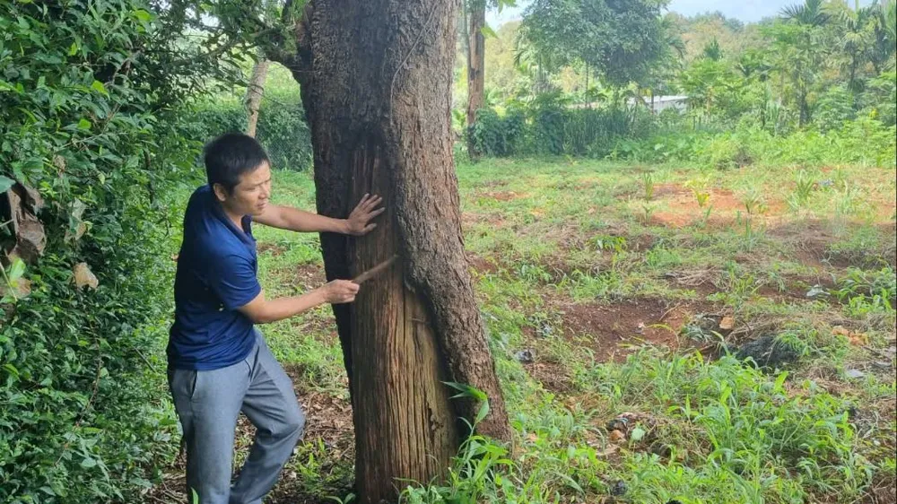 Hầu hết các cây đều có dấu hiệu rỗng gốc, hư hỏng. Ảnh: TIẾN THOẠI 11 cây căm xe 1.jpg