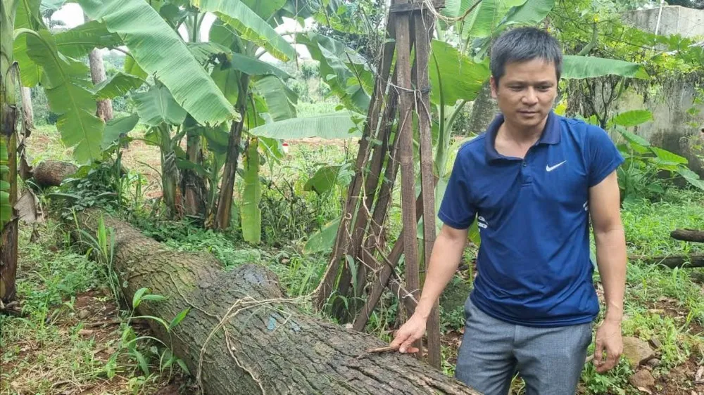 Một cây bị gãy đổ đang được để nguyên trong vườn ông Toản. Ảnh: TIẾN THOẠI 11 cây căm xe 3.jpg